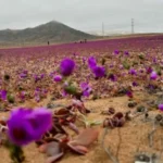 errores-geograficos:-mapa-del-desierto-florido-omitio-vallenar