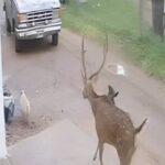 un-ciervo-se-perdio-y-los-vecinos-lo-hicieron-a-la-parrilla
