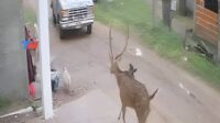 un-ciervo-se-perdio-y-los-vecinos-lo-hicieron-a-la-parrilla
