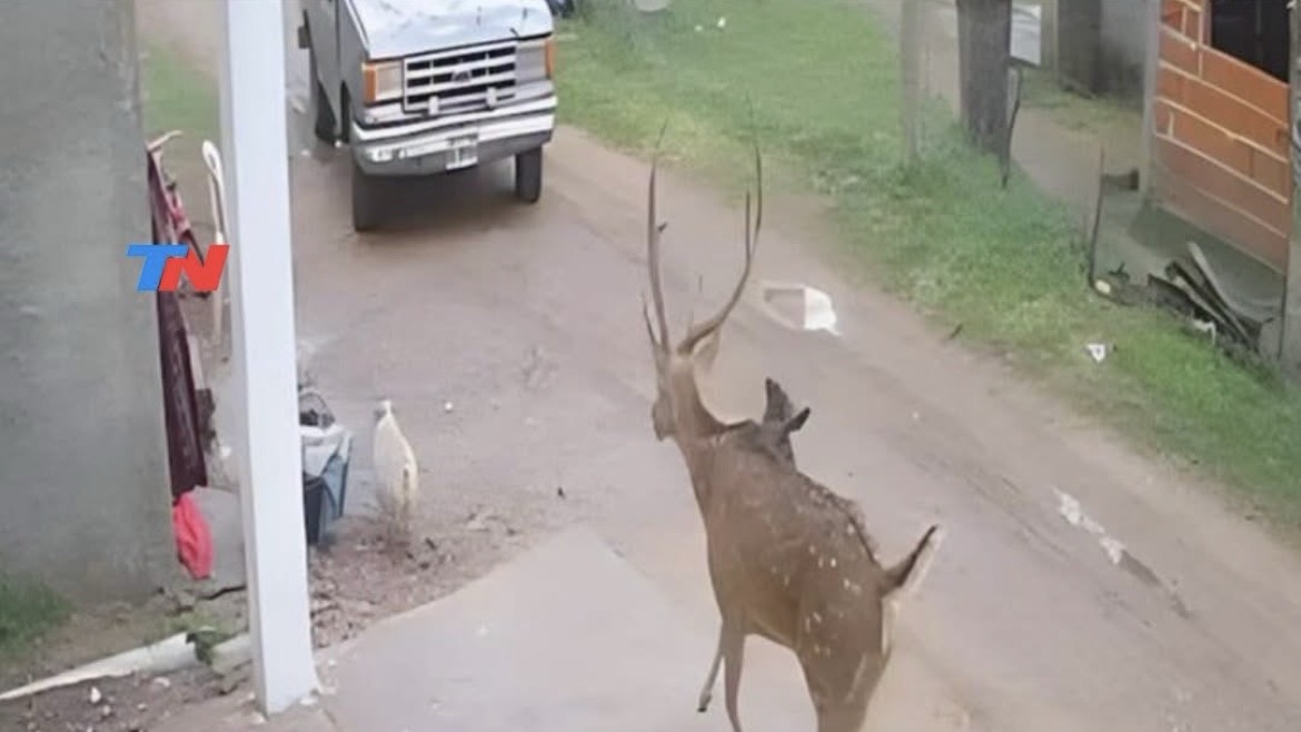 un-ciervo-se-perdio-y-los-vecinos-lo-hicieron-a-la-parrilla