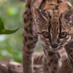 en-los-yungas-descubren-una-nueva-especie-de-felino
