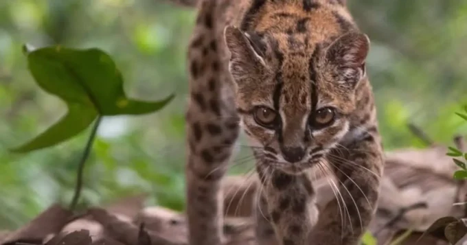 en-los-yungas-descubren-una-nueva-especie-de-felino