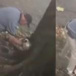 habitantes-de-medellin-denuncian-que-estarian-secando-un-arbol-con-aceite-quemado-o-gasolina-para-justificar-su-tala:-¿cual-es-la-multa?