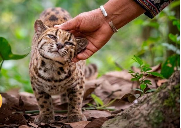 una-familia-adopto-un-“gatito”-que-cuando-crecio-empezo-a-tener-comportamiento-extrano