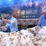 concurso-de-vellones-de-la-raza-ideal-con-premios-para-tres-cabanas-y-mucha-gente-viendo-las-esquilas