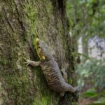 dragoncito-de-jalapa:-la-especie-amenazada-que-solo-existe-en-guatemala