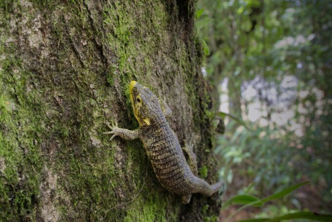 dragoncito-de-jalapa:-la-especie-amenazada-que-solo-existe-en-guatemala