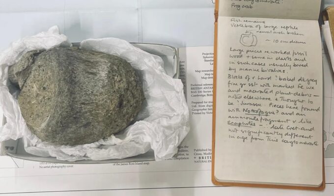 un-fosil-encontrado-en-1985-en-la-antartida-fue-catalogado-como-un-reptil-marino;-cientificos-vuelven-a-examinarlo-y-descubren-que-era-de-un-titanosaurio-de-6-metros