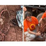 morre-egua-resgatada-apos-24h-soterrada-sob-lama-em-itapevi