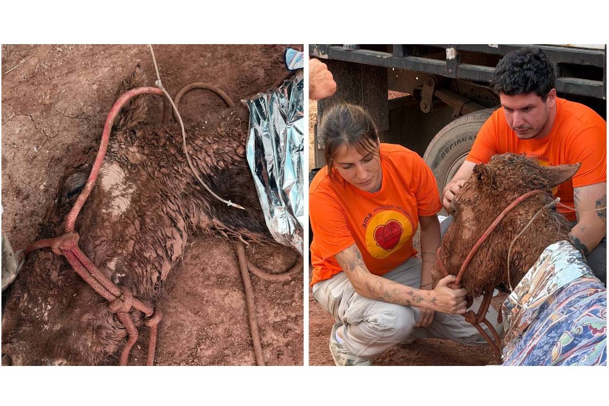 morre-egua-resgatada-apos-24h-soterrada-sob-lama-em-itapevi