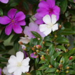 como-cultivar-manaca-da-serra
