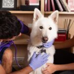 ¿cuales-son-los-principales-motivos-de-consulta-al-veterinario?