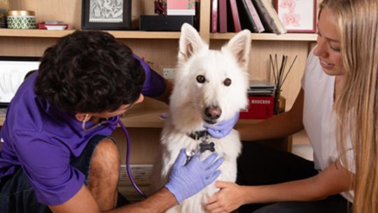 ¿cuales-son-los-principales-motivos-de-consulta-al-veterinario?