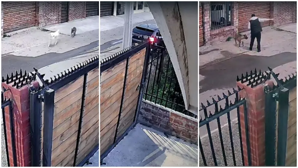 carabinero-de-civil-dispara-y-mata-a-perro-en-sector-residencial-de-ovalle