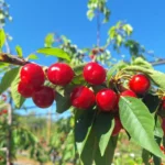 cerezas-primores:-la-apuesta-del-limari-por-llegar-primero-a-los-mercados