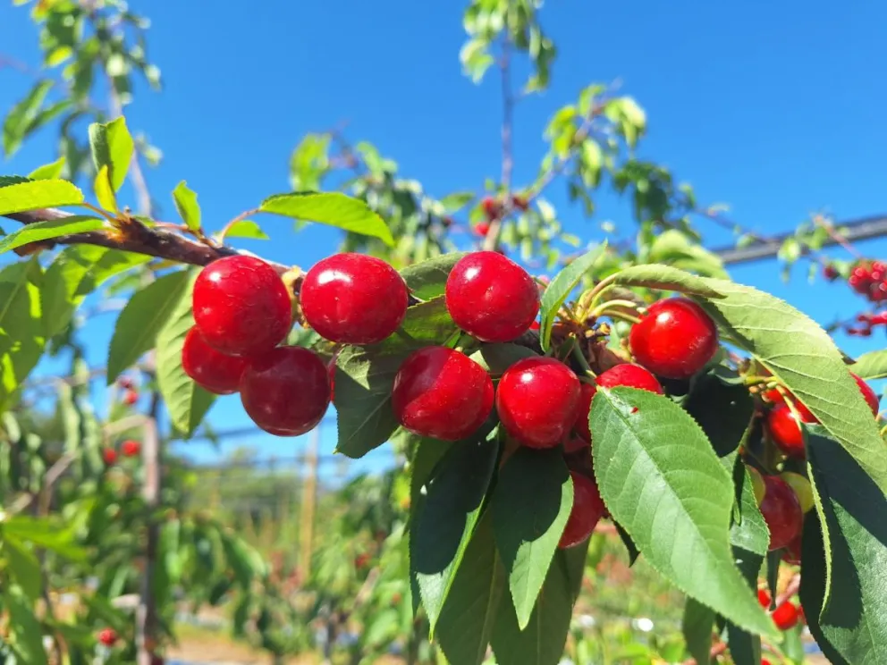 cerezas-primores:-la-apuesta-del-limari-por-llegar-primero-a-los-mercados