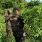 erradican-plantacion-de-marihuana-valorada-en-q25.6-millones-en-peten