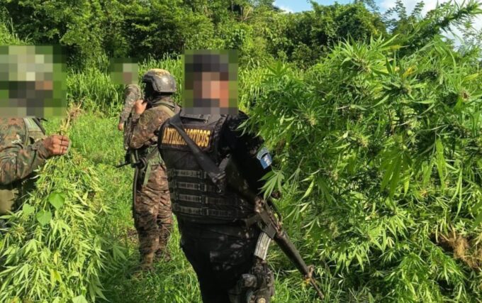 erradican-plantacion-de-marihuana-valorada-en-q25.6-millones-en-peten