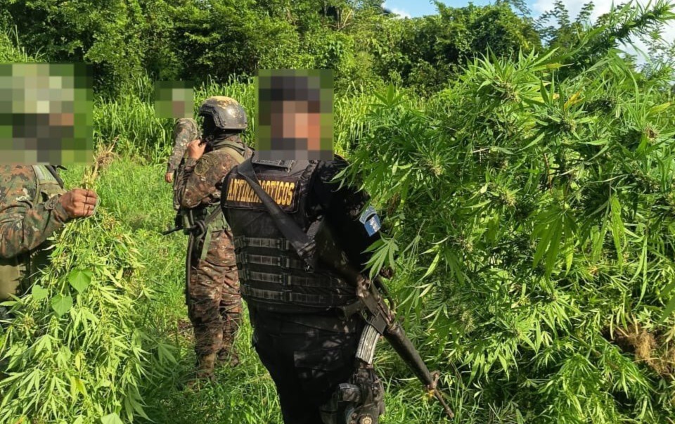 erradican-plantacion-de-marihuana-valorada-en-q25.6-millones-en-peten
