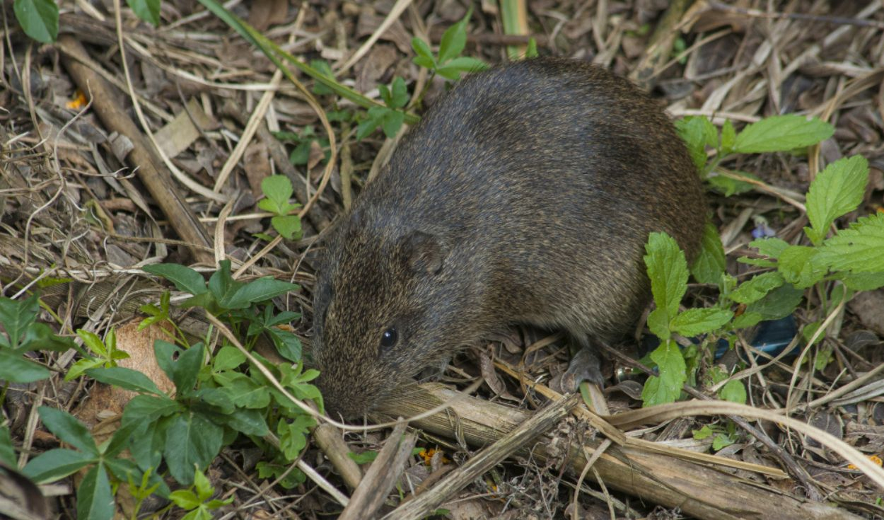 hawai-enfrenta-una-invasion-de-ratas-que-amenaza-a-sus-aves-endemicas:-cazadores-y-tecnologia-buscan-evitar-una-crisis-ecologica