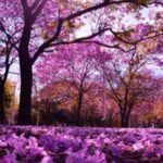 ¿por-que-hoy-no-comienza-la-primavera-en-la-argentina?