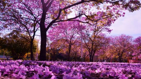 ¿por-que-hoy-no-comienza-la-primavera-en-la-argentina?