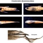 descubren-una-nueva-especie-de-pez-en-arroyos-bonaerenses
