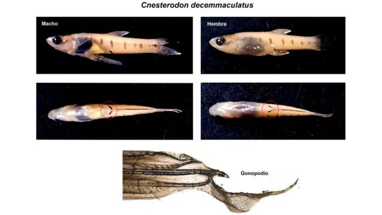 descubren-una-nueva-especie-de-pez-en-arroyos-bonaerenses