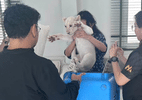 leao-branco-e-apreendido-em-hotel-clandestino-apos-denuncias-na-tailandia