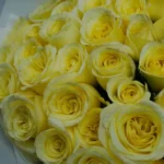 ¿por-que-se-regalan-flores-amarillas-cada-21-de-septiembre?-conoce-el-origen-de-esta-tradicion