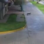 un-puma-suelto-tiene-en-vilo-a-la-poblacion-de-la-localidad-bonaerense-de-bolivar