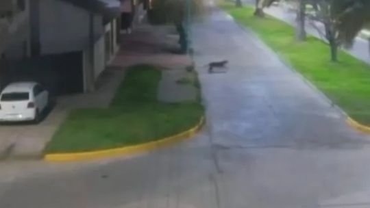 un-puma-suelto-tiene-en-vilo-a-la-poblacion-de-la-localidad-bonaerense-de-bolivar