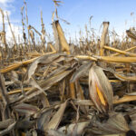 el-nino-extremo-podria-restar-2%-al-pib-de-america-latina-y-sumar-4.8-millones-de-personas-a-la-pobreza,-advierte-cepal