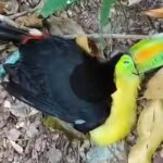 tucanes-muertos-en-parque-nacional-tikal:-conap-confirma-dos-casos,-pero-verifica-otros-reportes