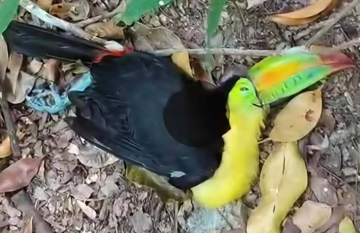 tucanes-muertos-en-parque-nacional-tikal:-conap-confirma-dos-casos,-pero-verifica-otros-reportes