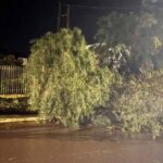 temporal-derruba-arvores-e-destelha-casas-em-faxinal