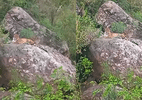 onca-pintada-e-flagrada-em-momento-raro-durante-passeio-no-rio-iguacu