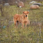 idea-de-productores-para-que-haya-menos-perros-sueltos:-captura-a-cargo-de-militares-y-refugio-en-cuarteles