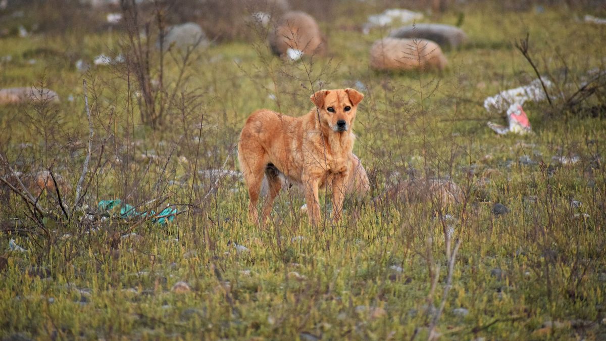 idea-de-productores-para-que-haya-menos-perros-sueltos:-captura-a-cargo-de-militares-y-refugio-en-cuarteles