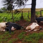raio-atinge-e-mata-5-vacas-leiteiras-durante-forte-temporal-em-rio-bom