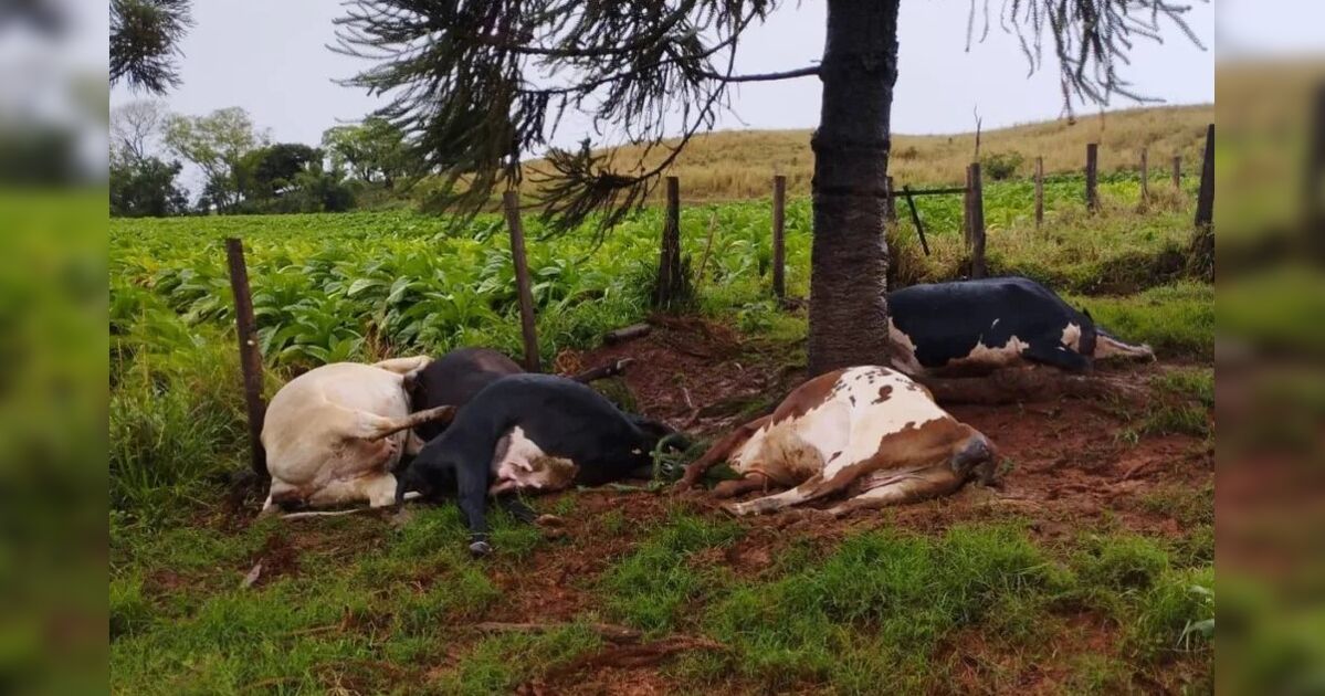 raio-atinge-e-mata-5-vacas-leiteiras-durante-forte-temporal-em-rio-bom
