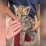 descartan-que-el-felino-de-rurrenabaque-sea-tilcayo