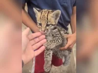 descartan-que-el-felino-de-rurrenabaque-sea-tilcayo