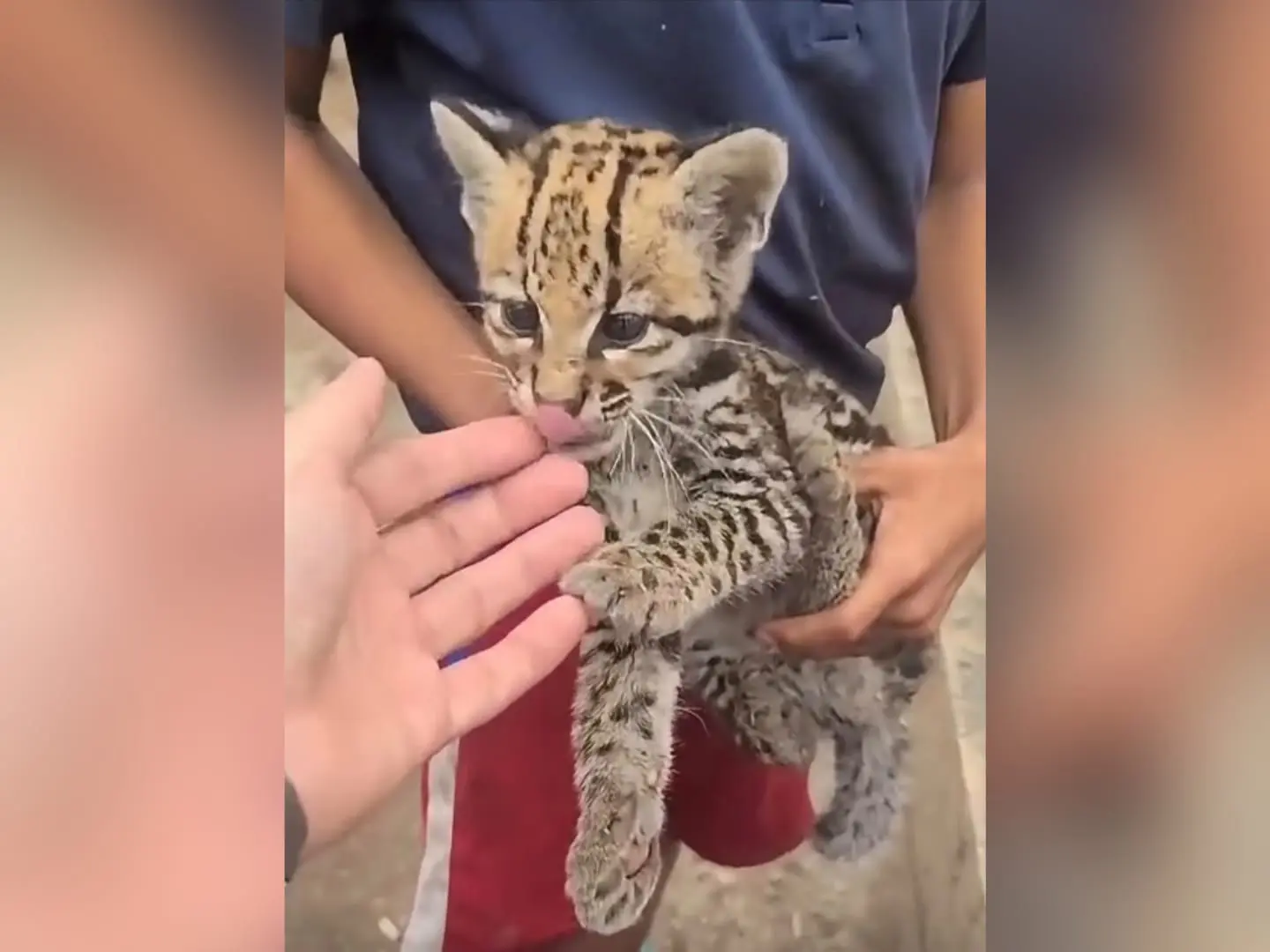 descartan-que-el-felino-de-rurrenabaque-sea-tilcayo