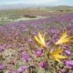 mas-calor-y-lluvias:-asi-se-proyecta-la-primavera-en-la-region-de-coquimbo
