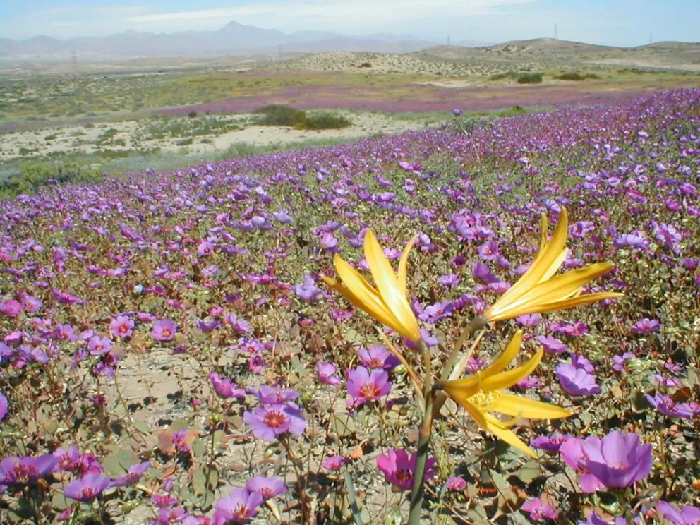 mas-calor-y-lluvias:-asi-se-proyecta-la-primavera-en-la-region-de-coquimbo