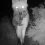te-presentamos-a-los-4-cachorros-de-aguara-guazu-que-nacieron-en-el-parque-nacional-ansenuza