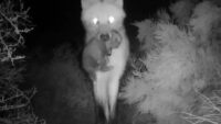 te-presentamos-a-los-4-cachorros-de-aguara-guazu-que-nacieron-en-el-parque-nacional-ansenuza