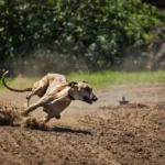 la-serena-da-paso-historico-en-proteccion-animal-y-prohibe-las-carreras-de-perros