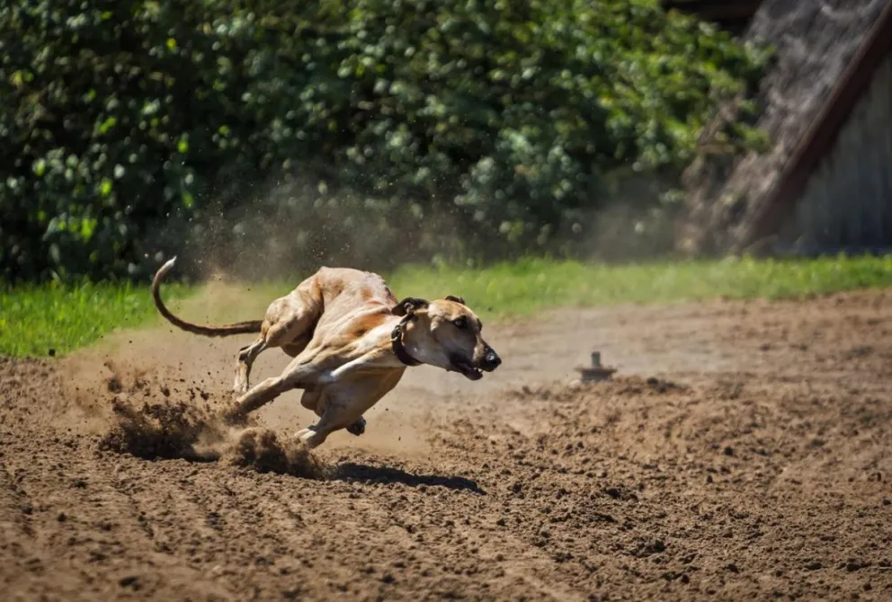 la-serena-da-paso-historico-en-proteccion-animal-y-prohibe-las-carreras-de-perros